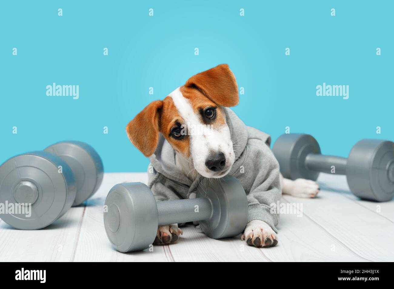 Cucciolo intelligente con attrezzatura sportiva. Sport, fitness, concetto di bodybuilding. Foto Stock