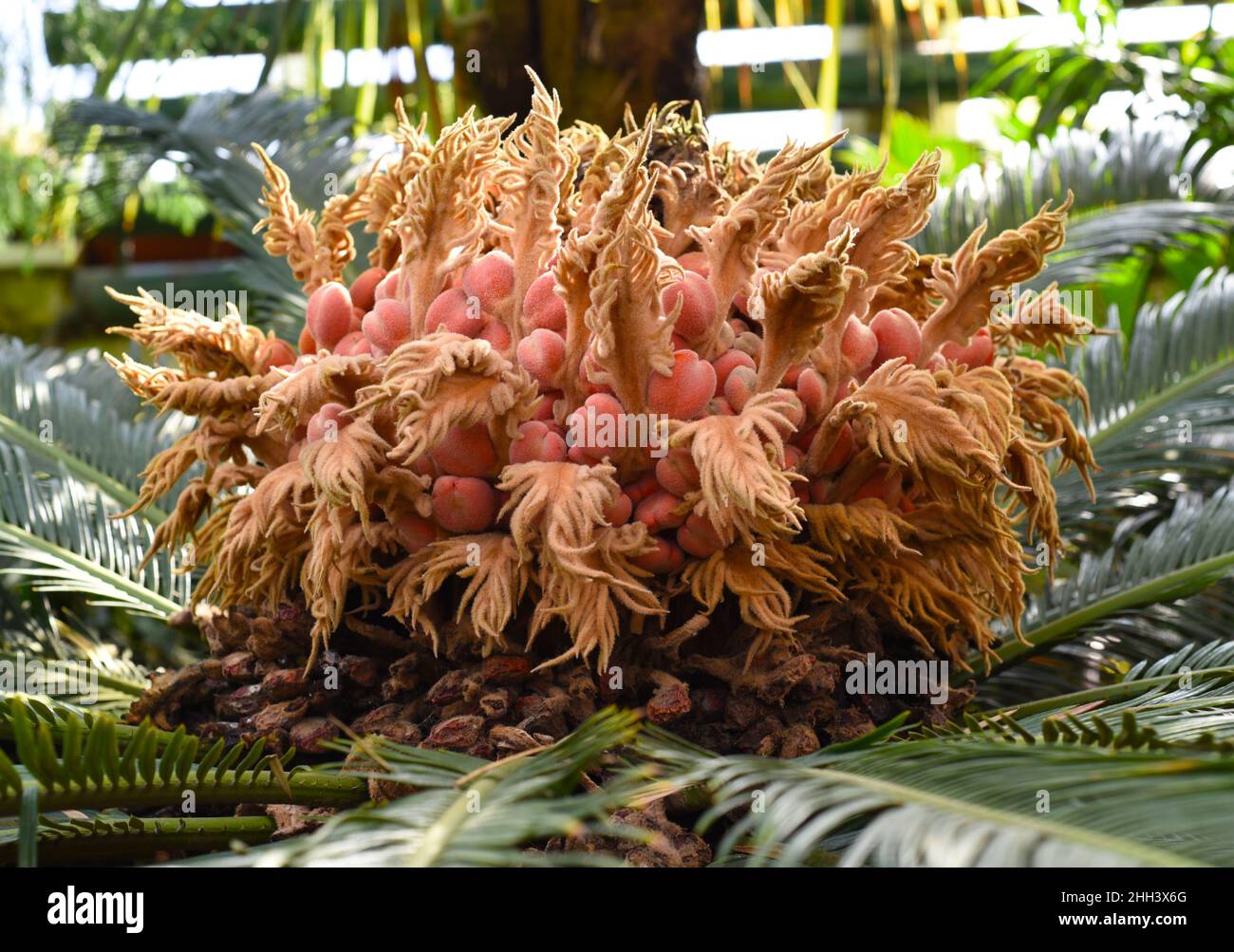 Fiori di cycad annegante in primo piano Foto Stock