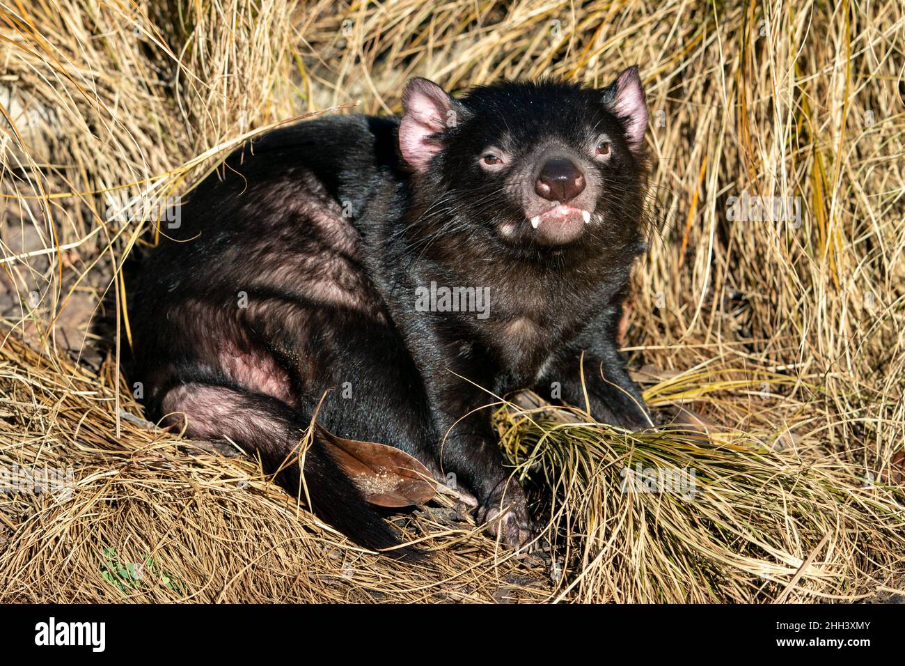 Diavolo della Tasmania che riposa in un'erba gialla. Sarcophilus harrisii Foto Stock