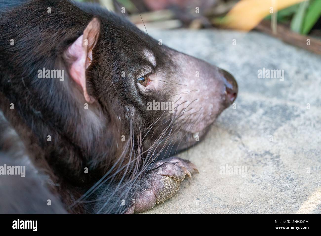 Primo piano testa del diavolo della Tasmania sulla roccia. Sarcophilus harrisii Foto Stock