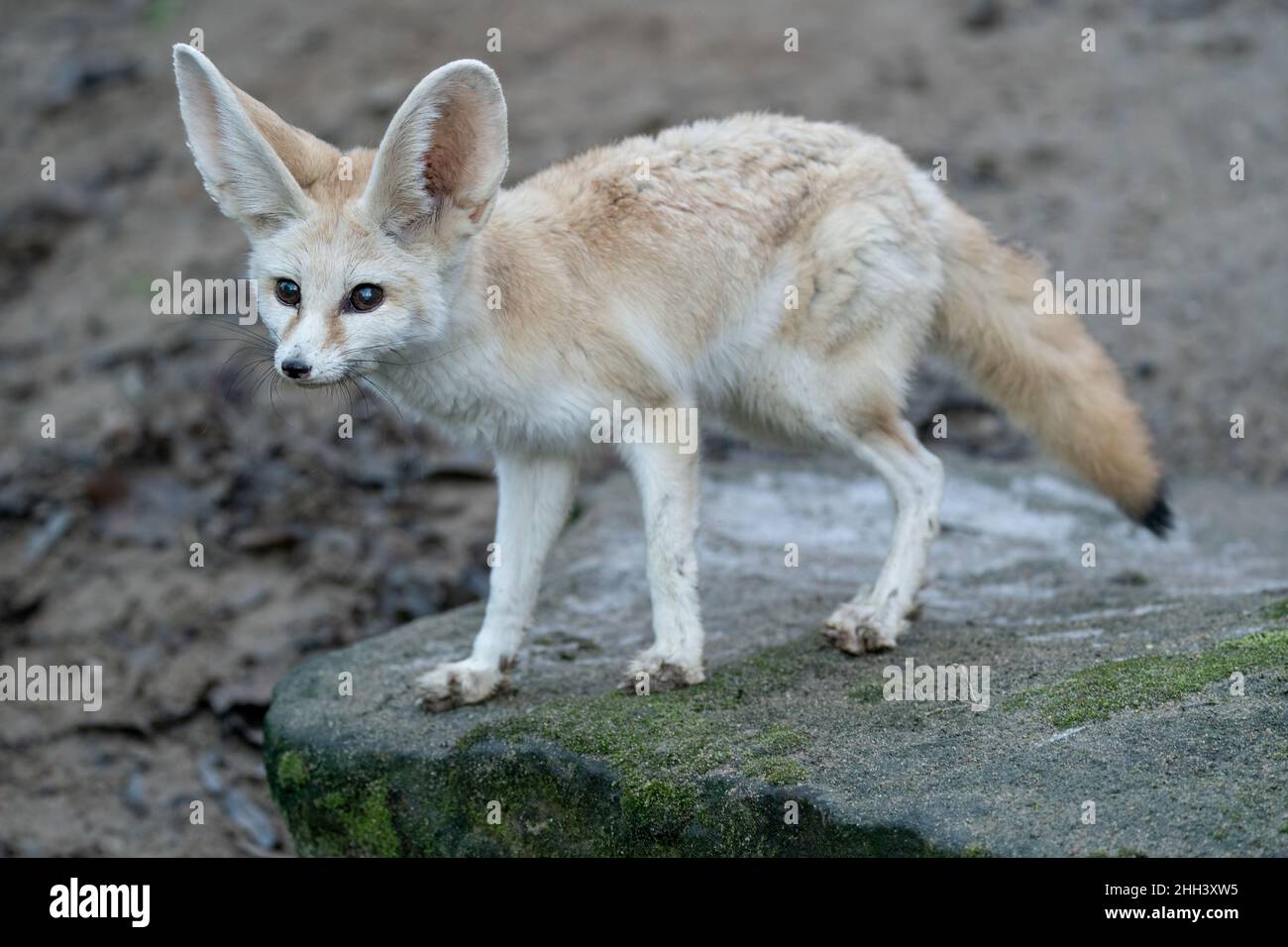 Fennec volpe dalla parte anteriore e laterale in piedi sulla roccia, Vulpes zerda. Volpe del deserto. Foto Stock