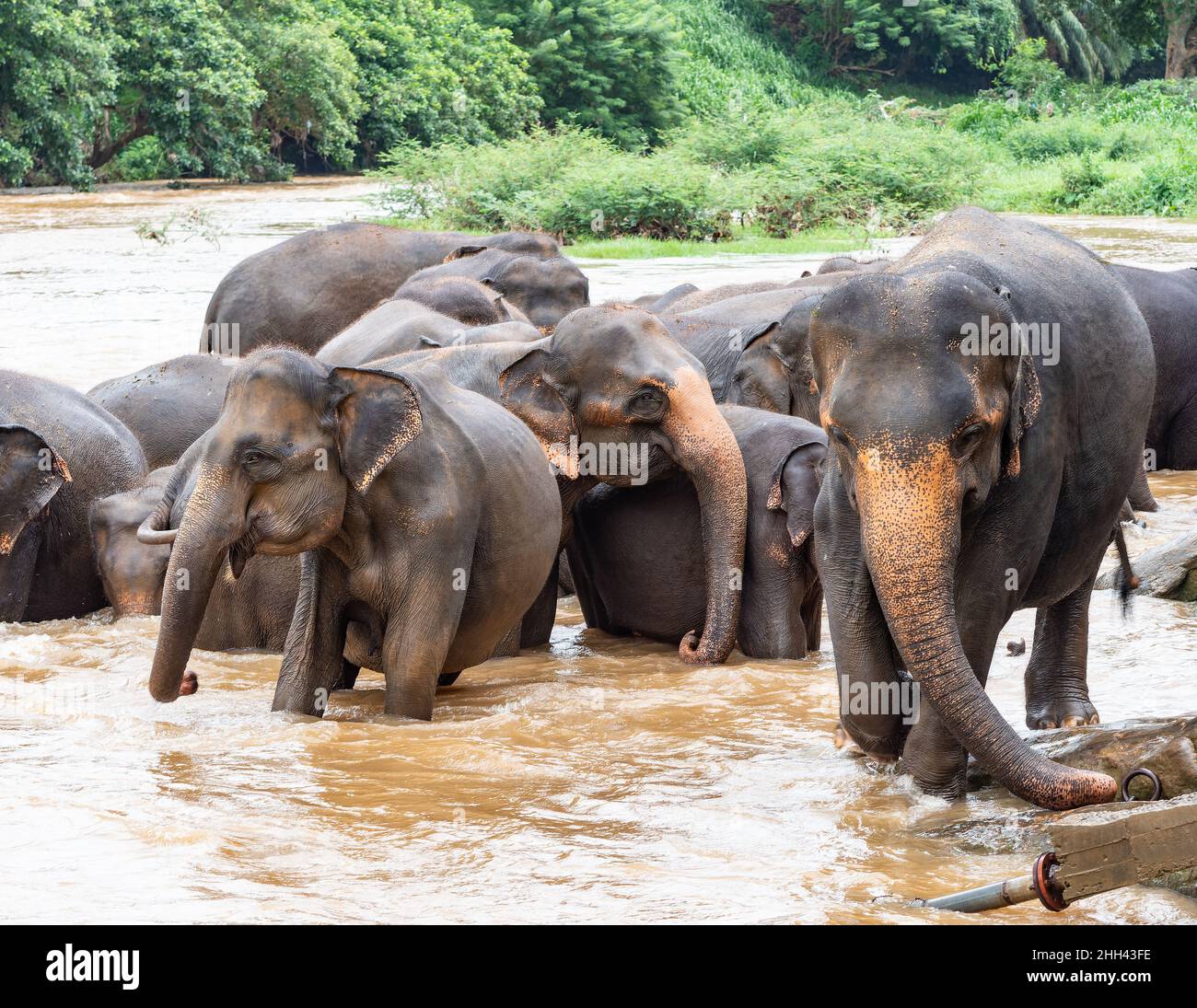 Elefanti che fanno un bagno al fiume Maha Oya a Pinnawala, Sri Lanka Foto Stock