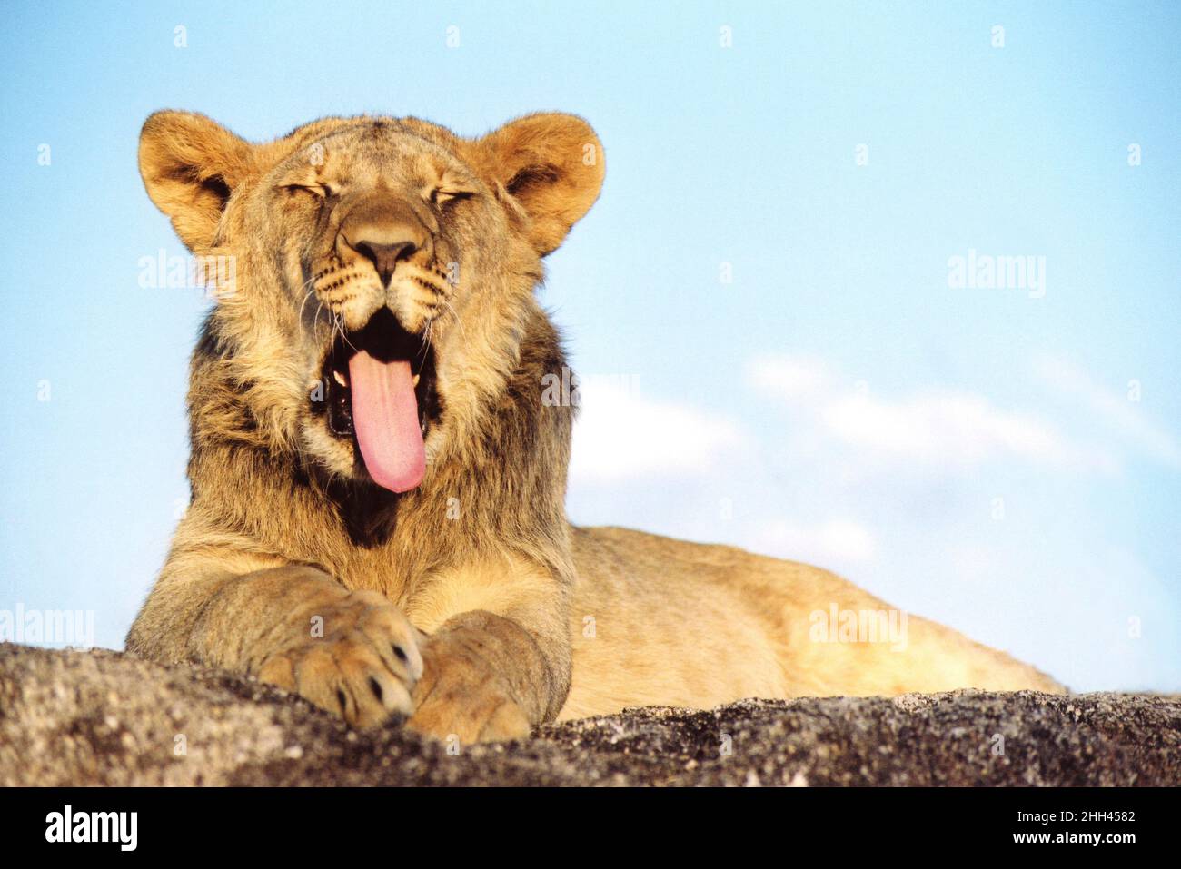 Giovane maschio leone yawning Foto Stock