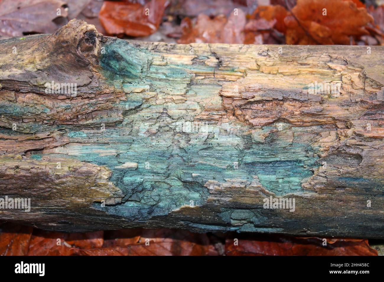 Colorazione in verde di legno marcescente associato con verde Elfcup funghi Chlorociboria aeruginascens Foto Stock