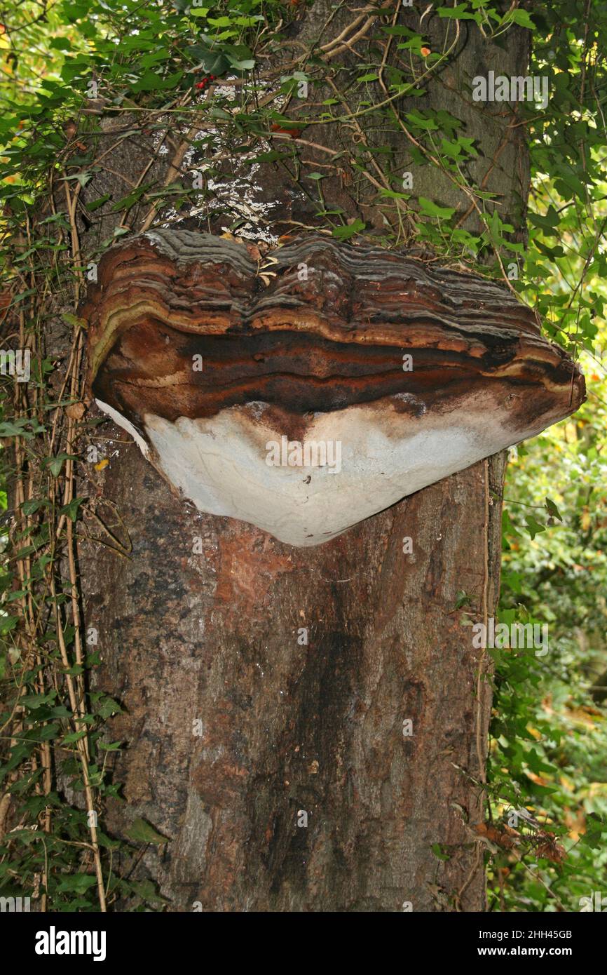 Southern Bracket fungi - Ganoderma australe Foto Stock