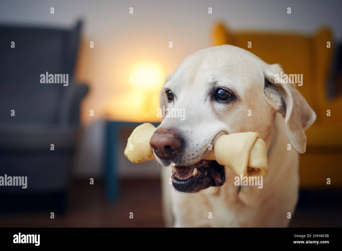 Buon cane con masticare osso in bocca. Ritratto del vecchio labrador Retriever a casa. Foto Stock