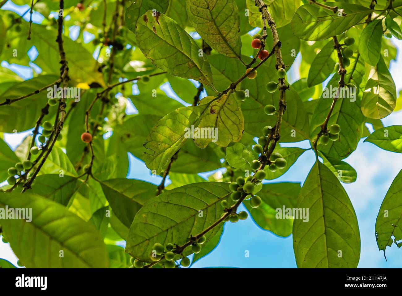 Bacche di caffè verde su un ramo. Frutti di bosco di robusta e caffè arabica a Zanzibar, Tanzania Foto Stock
