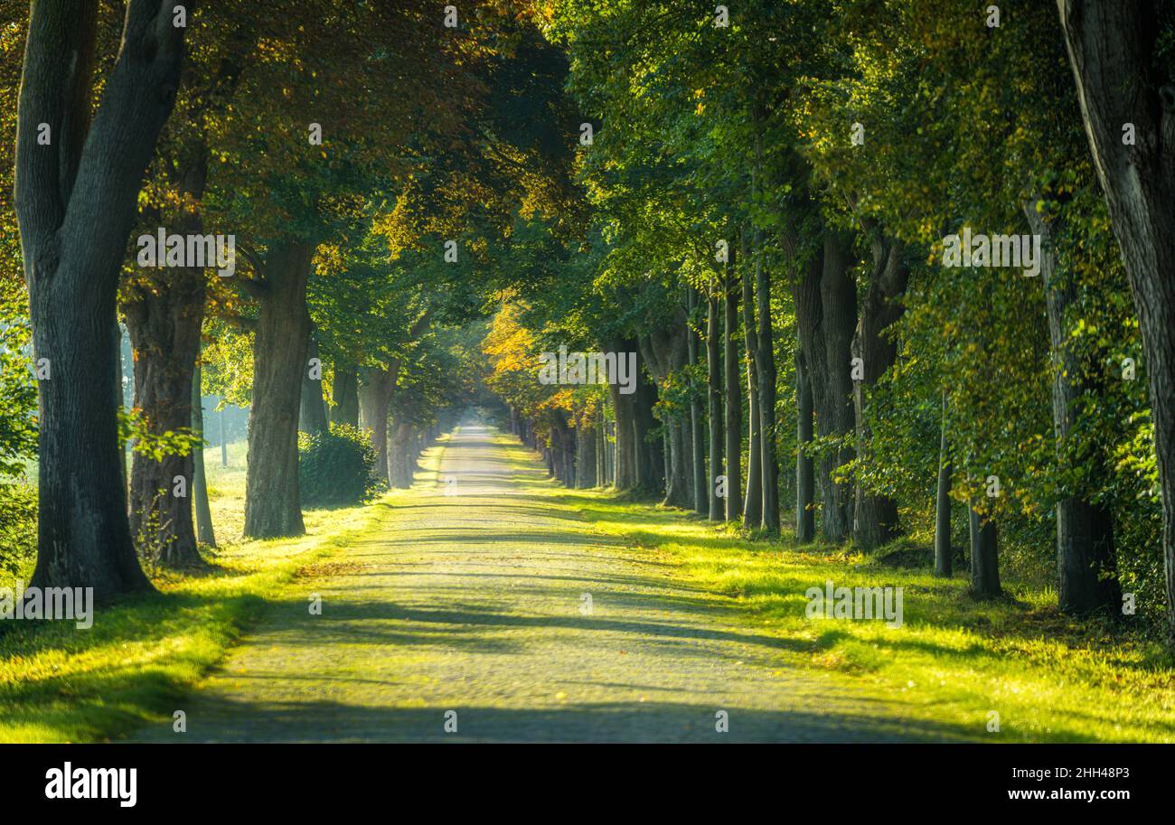 Vicolo alberato vicino ad Anklam nel Meclemburgo-Vorpommern, Germania Foto Stock
