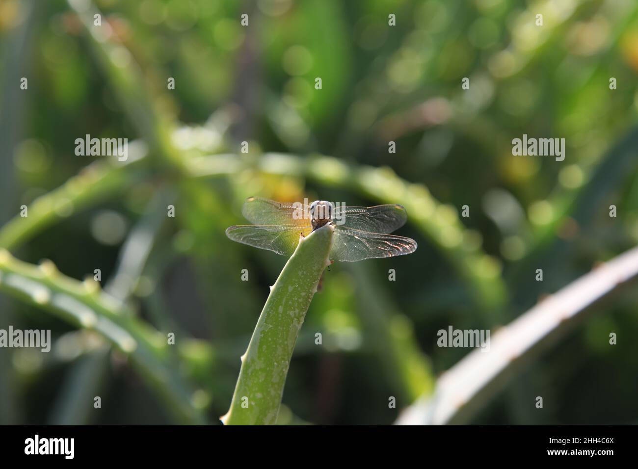 Dragonfly arroccato sulla punta della foglia. Scatto dal basso. Penso che sia sorridente :) Foto Stock