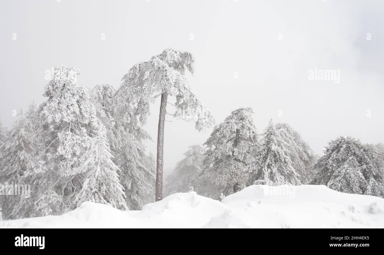 Paesaggio forestale in montagne innevate. Tempesta di neve e neve ghiacciata alberi di abete nella stagione invernale. Foto Stock