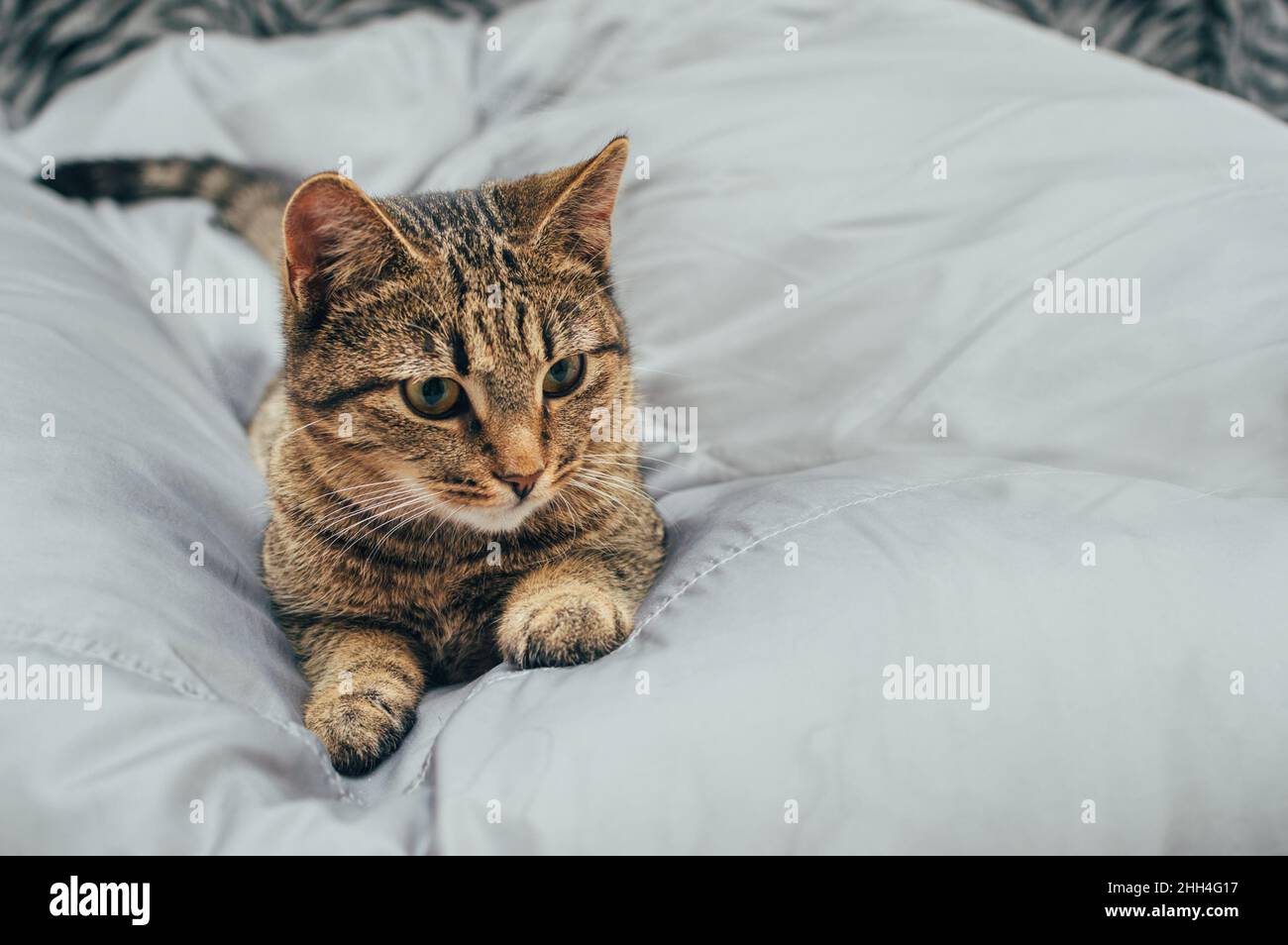 Gattino domestico grigio su sfondo grigio Foto Stock