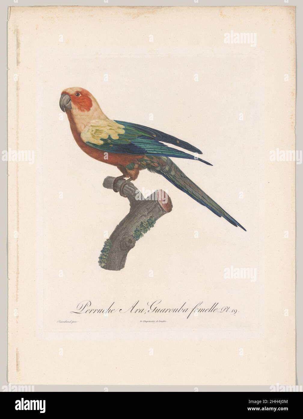 Plate 19; da 'Histoire naturelle des perroquets' 1801–06 Francois Levaillant queste lastre provengono dalla pubblicazione Histoire naturelle des perroquets, uno dei numerosi esempi della collaborazione di successo tra Levaillant e Barraband. Il loro primo progetto è stato realizzato insieme dopo che Levaillant è tornato in Francia dopo lunghi viaggi attraverso l'Africa. Barraband ha fornito le illustrazioni per Histoire naturelle des oiseaux d’Afrique (1796–1808) di Levaillant in sei volumi; ha superato se stesso, tuttavia, nelle illustrazioni delle specie di pappagallo per Histoire naturelle des perroquets, che w Foto Stock