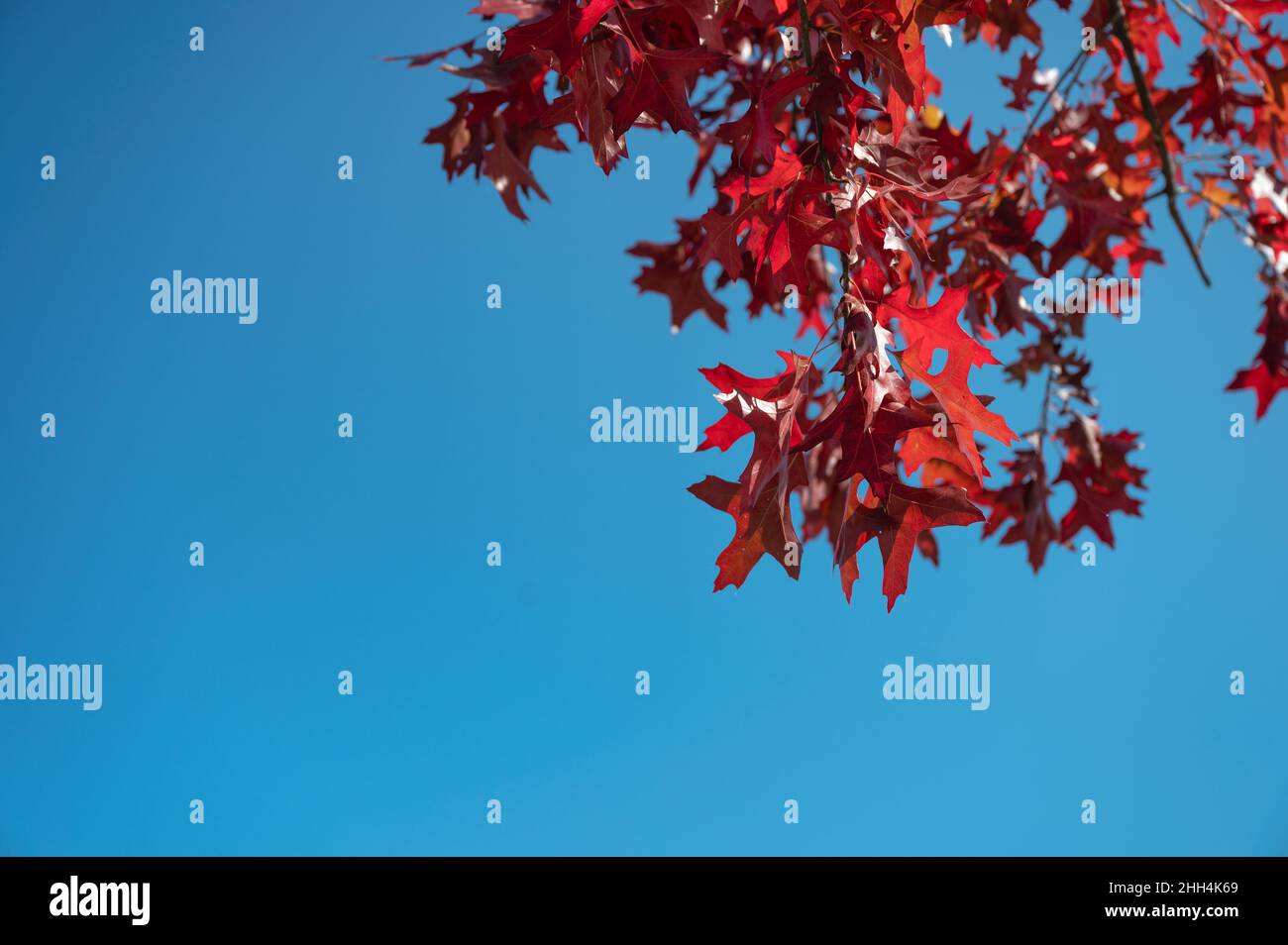 Rosso lascia l'acero su sfondo cielo blu Foto Stock