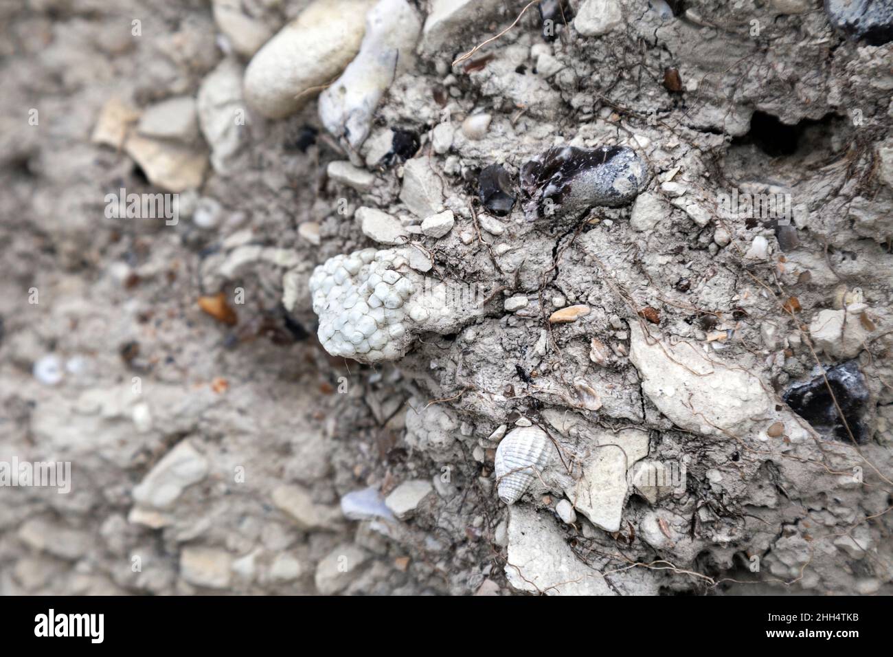 Styrofoam circondato da conchiglie e rocce incastonate nei layeres di terra a Beachy Head Beach, Eastbourne, Regno Unito Foto Stock