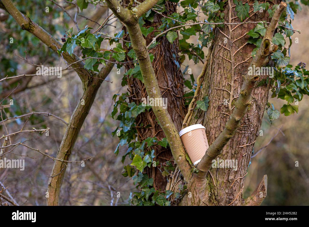 Una tazza di caffè scartata depositata in un albero in un parco di campagna Foto Stock