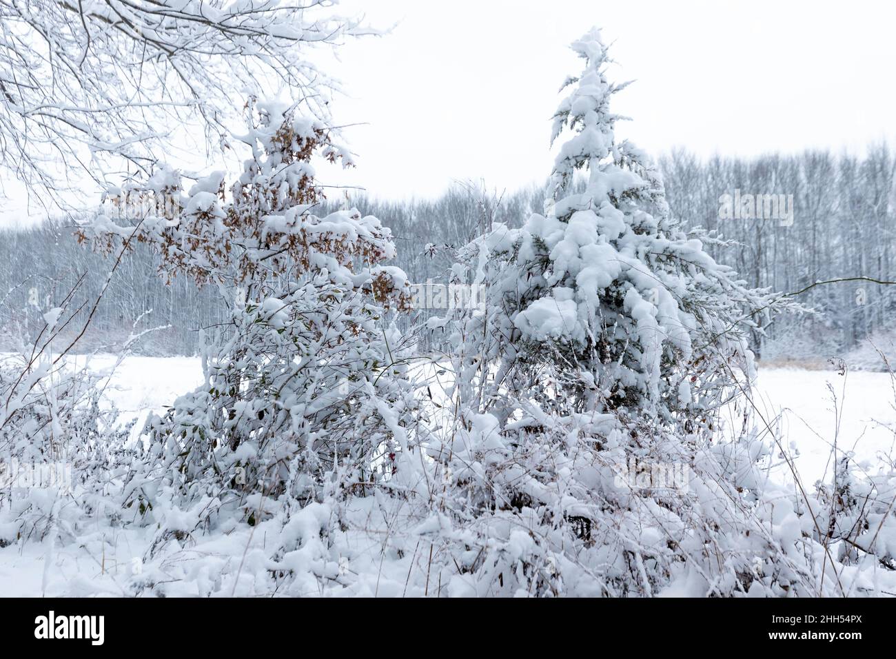 Vista panoramica della foresta coperta di neve all'aperto dopo la tempesta di neve nessuno Foto Stock