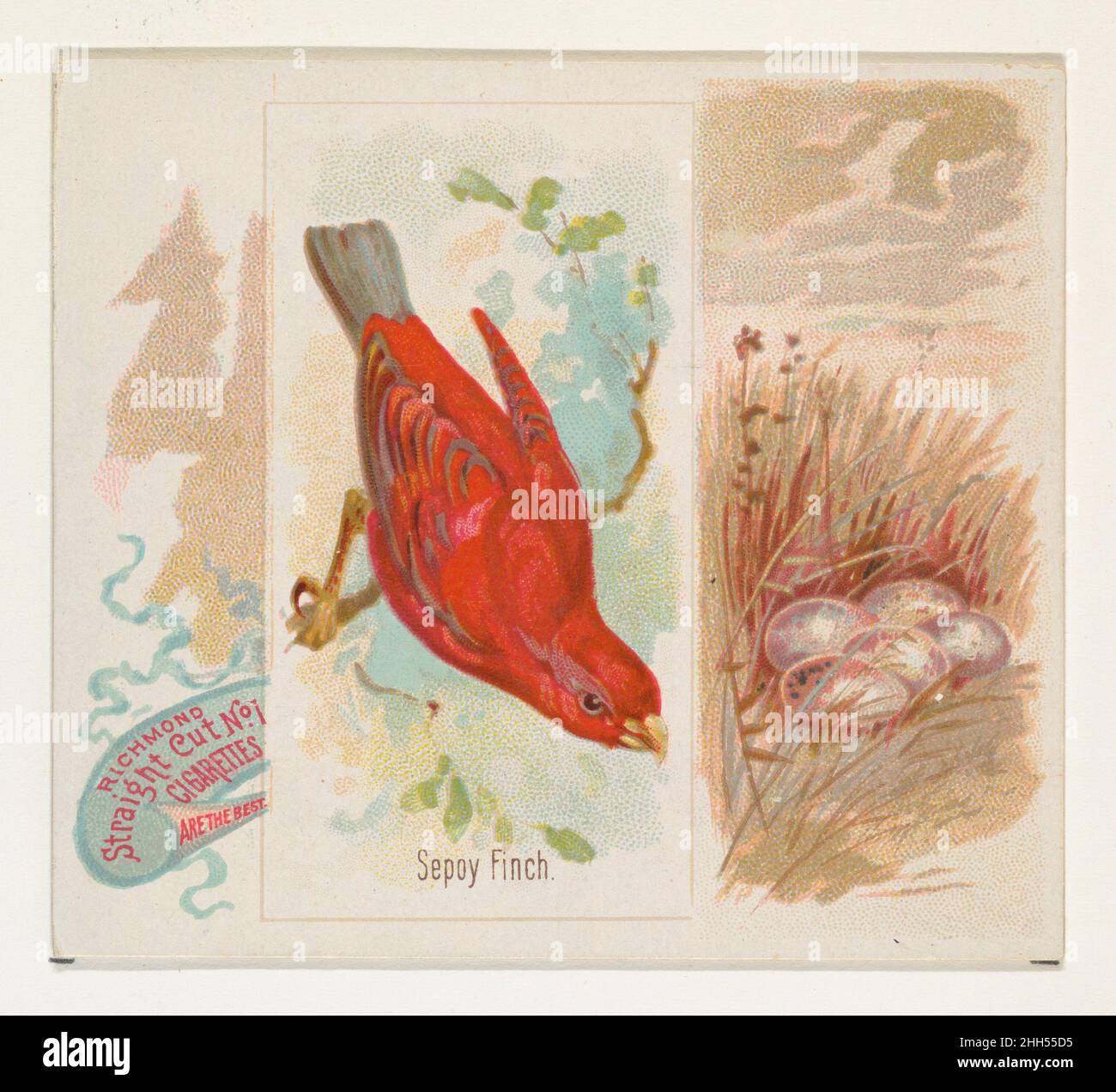Sepoy Finch, della serie Song Birds of the World (N42) per le sigarette Allen & Ginter 1890 emessa da Allen & Ginter American Large Trade cards della serie "Song Birds of the World" (N42), Pubblicato nel 1890 in un set di 50 carte per promuovere sigarette a marchio Allen & Ginter. La serie N42 riproduce le carte del N23 in dimensioni maggiori. Sepoy Finch, della serie Song Birds of the World (N42) per sigarette Allen & Ginter. 1890. Litografia commerciale a colori. Rilasciato da Allen & Ginter (americano, Richmond, Virginia) Foto Stock