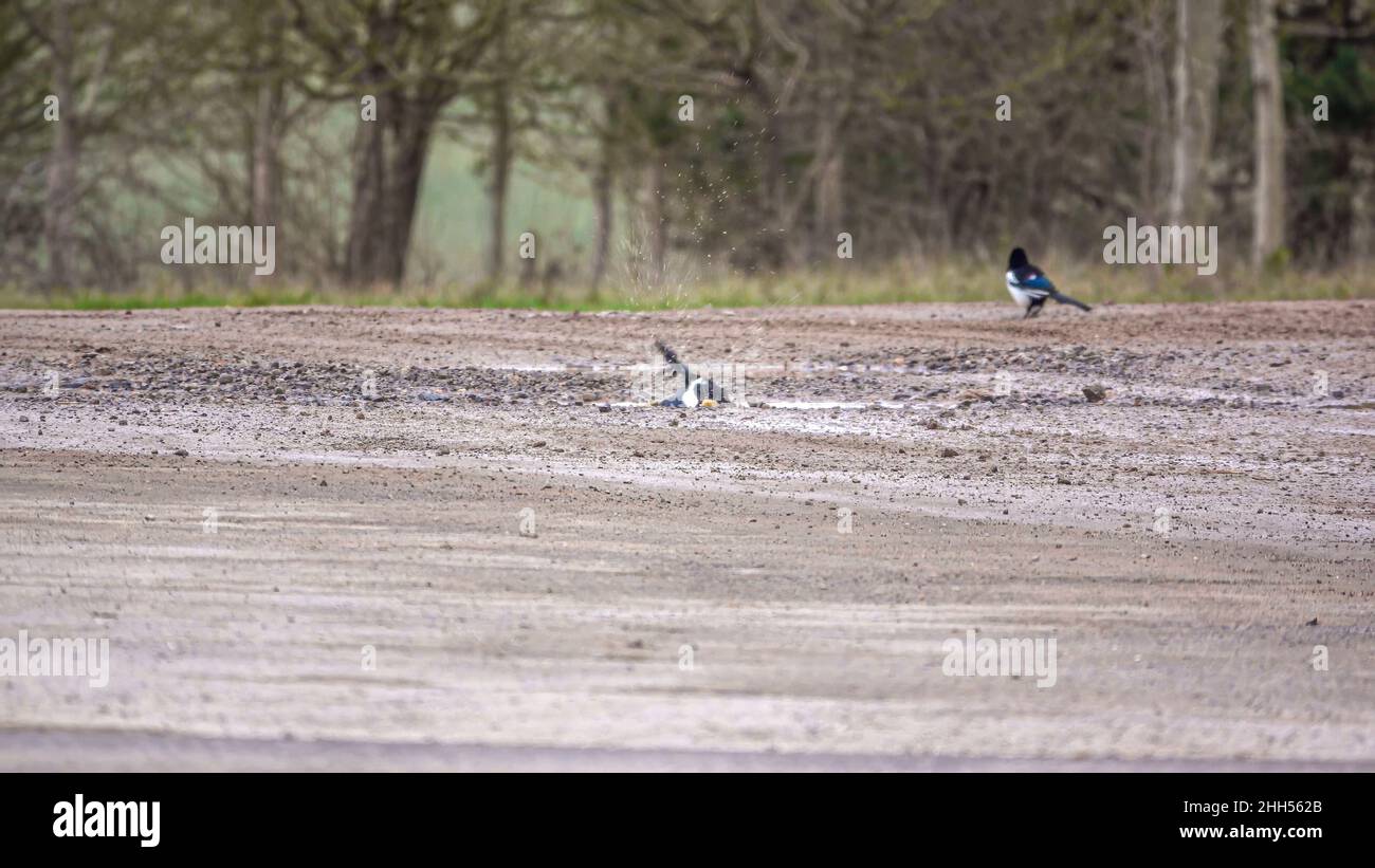 Due magpie (Pica pica) che fanno un bagno ad una fermata del bagno della pozzanghera Foto Stock