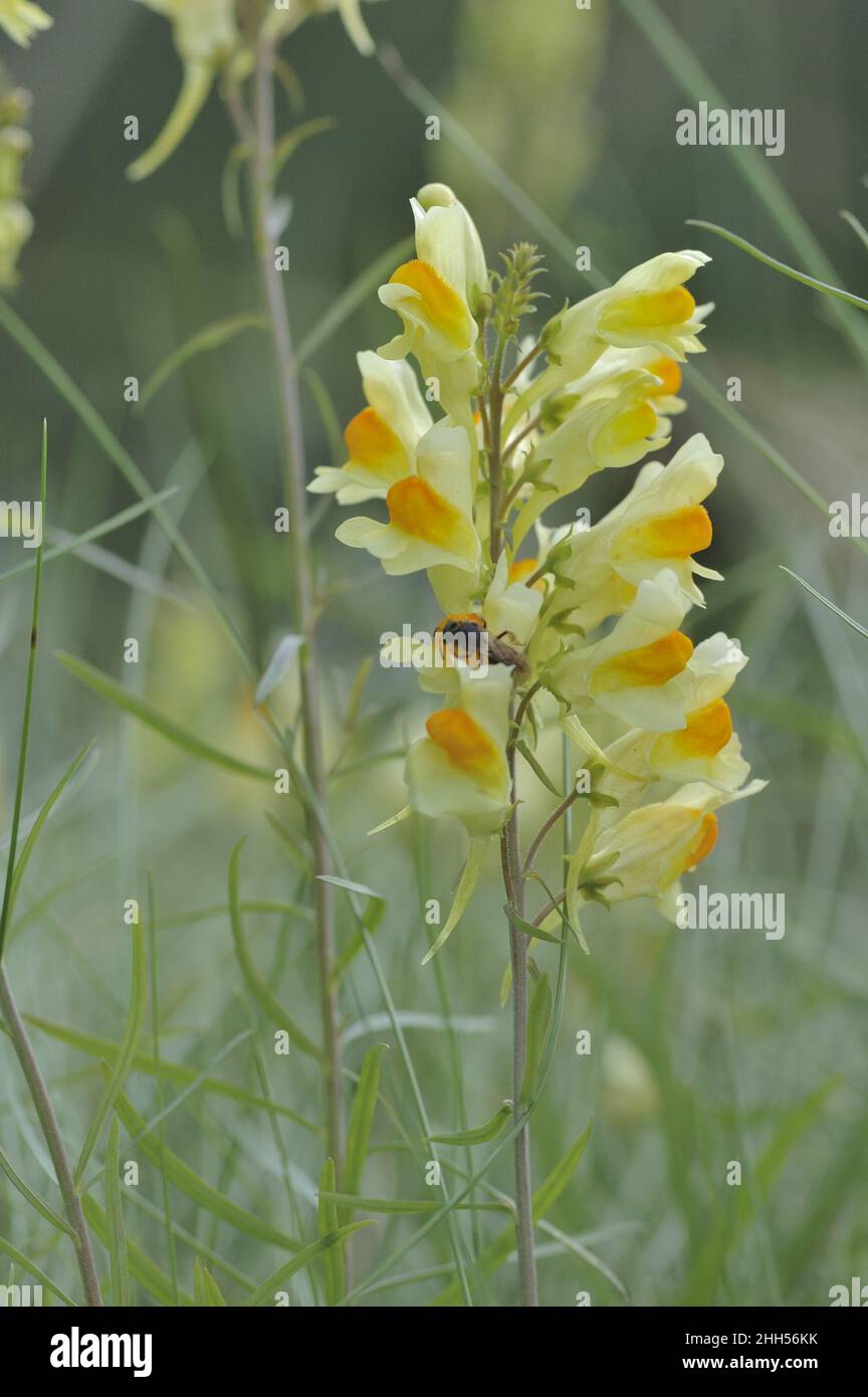 Toflino giallo - toflino comune - burro e uova (Linaria vulgaris) fioritura in estate Belgio Foto Stock