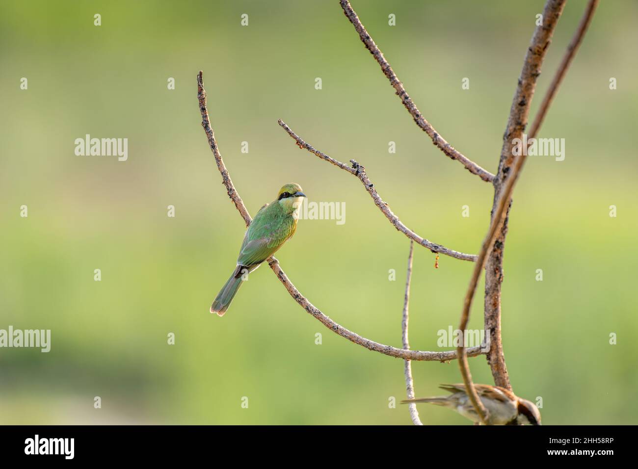 L'apicollo verde seduto sul ramo in India Foto Stock