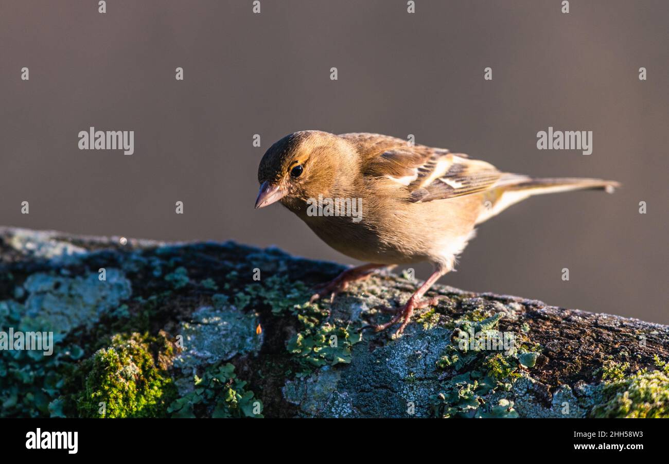 Femmina di Chaffinch comune, Fringilla coelebs in habitat Foto Stock