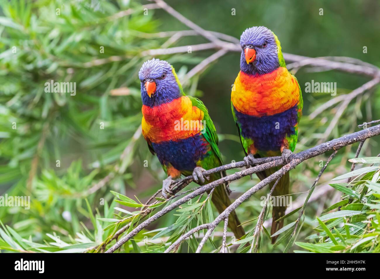 Due lorikeets arcobaleno (Trichoglossus moluccanus) che si aggirano sul ramo dell'albero Foto Stock