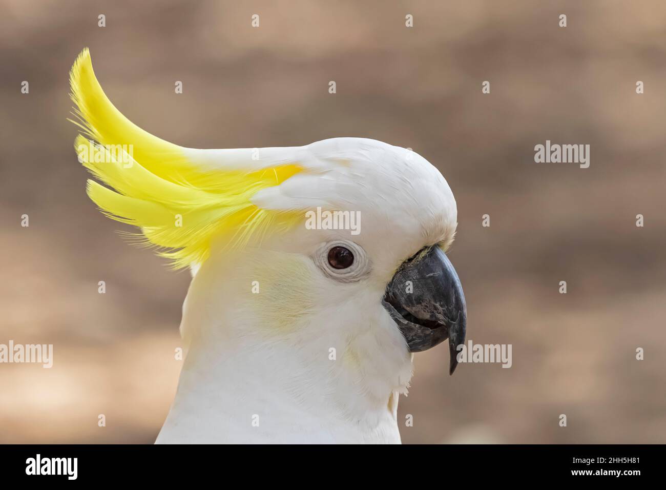 Ritratto di cockatoo solforato (Cacatua galerita) Foto Stock