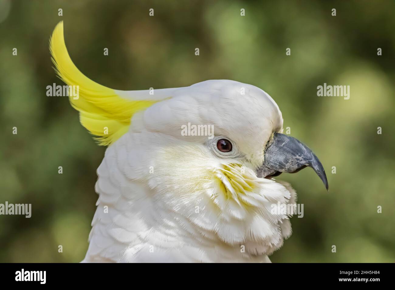 Ritratto di zolfo-crested cockatoo (Cacatua galerita) Foto Stock