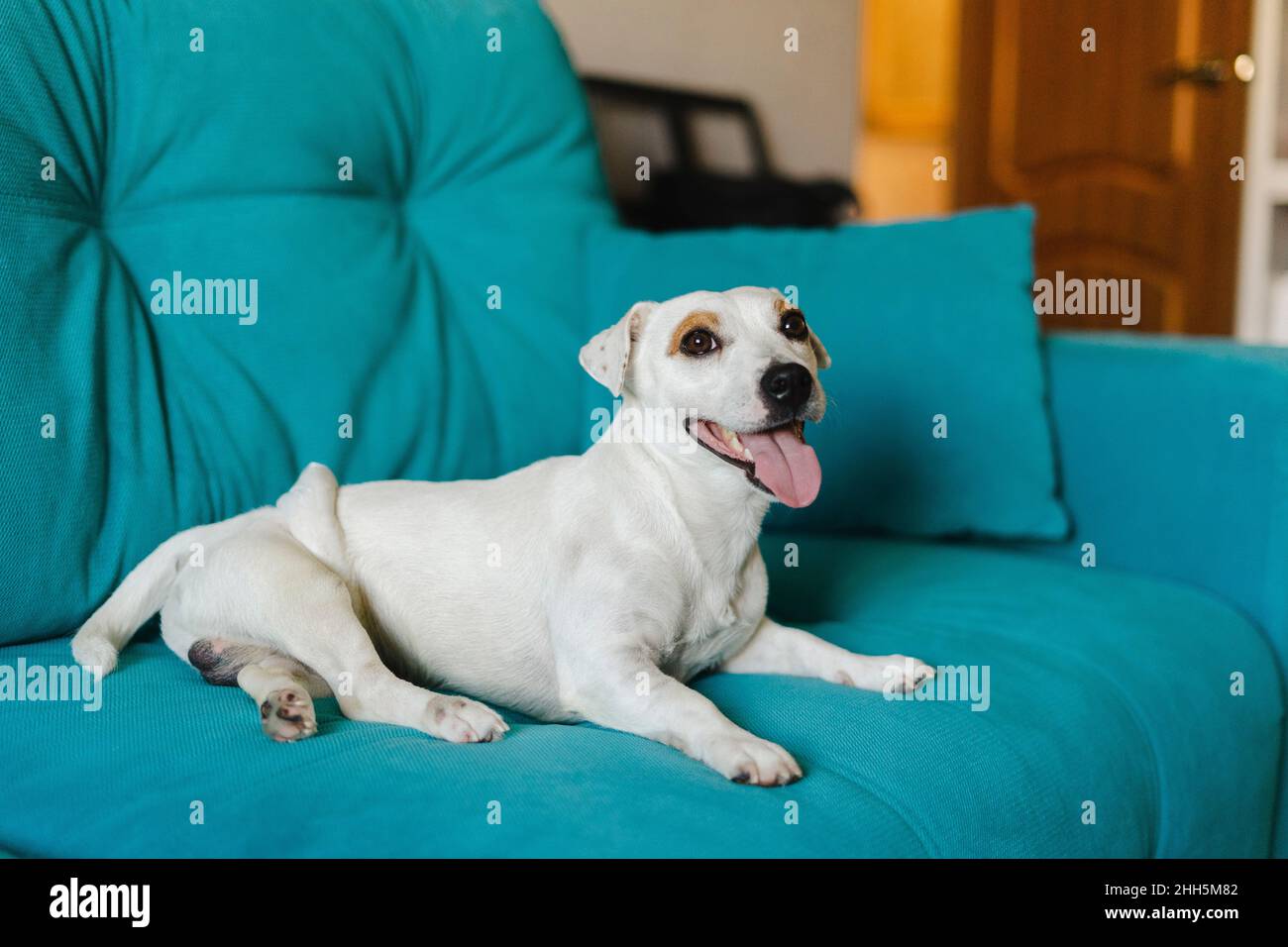 Cane per disabili seduto sul divano a casa Foto Stock