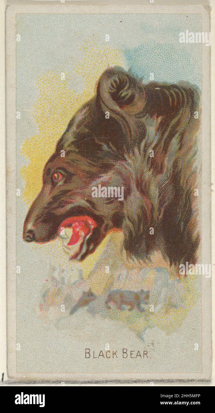 Black Bear, della serie Wild Animals of the World (N25) per le sigarette Allen & Ginter 1888 Allen & Ginter American Trade cards della serie 'Wild Animals of the World' (N25), pubblicata nel 1888 in un set di 50 carte per promuovere le sigarette a marchio Allen & Ginter. Black Bear, della serie Wild Animals of the World (N25) per sigarette Allen & Ginter. 1888. Litografia commerciale a colori. Allen & Ginter (americano, Richmond, Virginia) Foto Stock