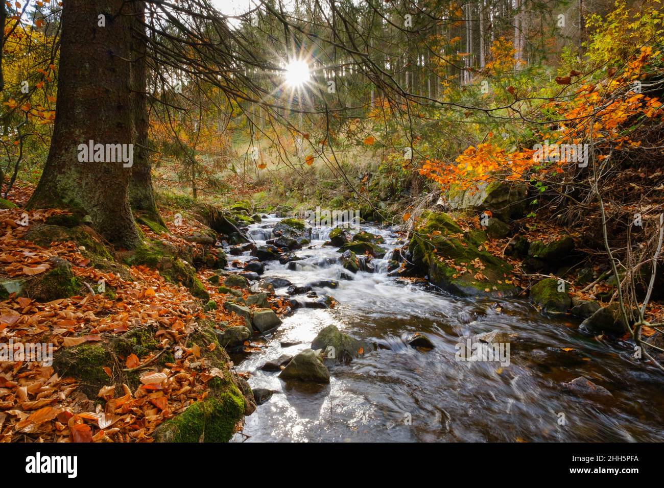 Il fiume Radau attraversa il Parco Nazionale di Harz in autunno Foto Stock