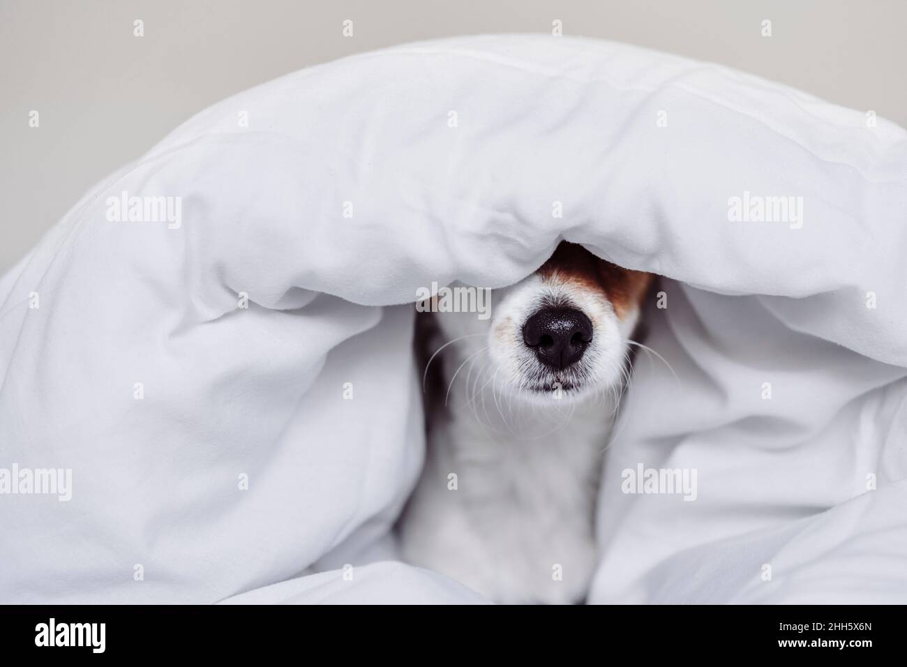 Carino Jack Russell cane coperto con piumone bianco Foto Stock