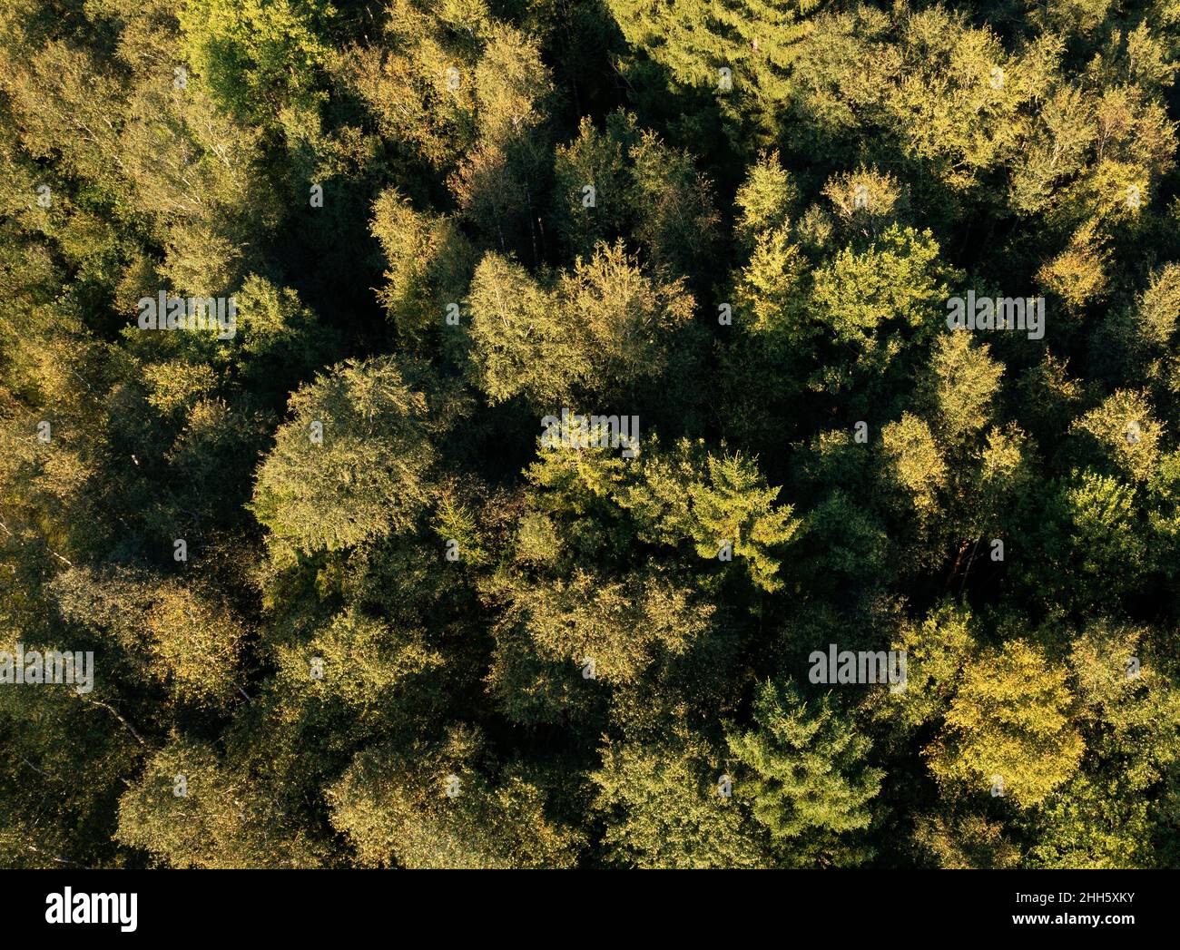 Vista con droni di canopie di alberi verdi di foresta decidua Foto Stock