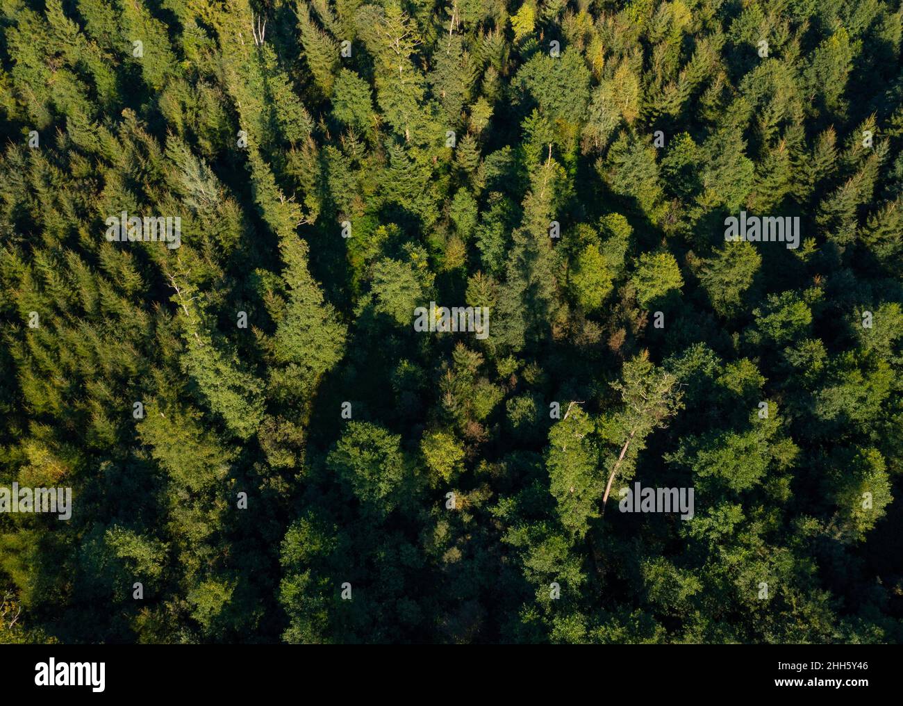 Vista con droni di canopie di alberi di foresta verde Foto Stock