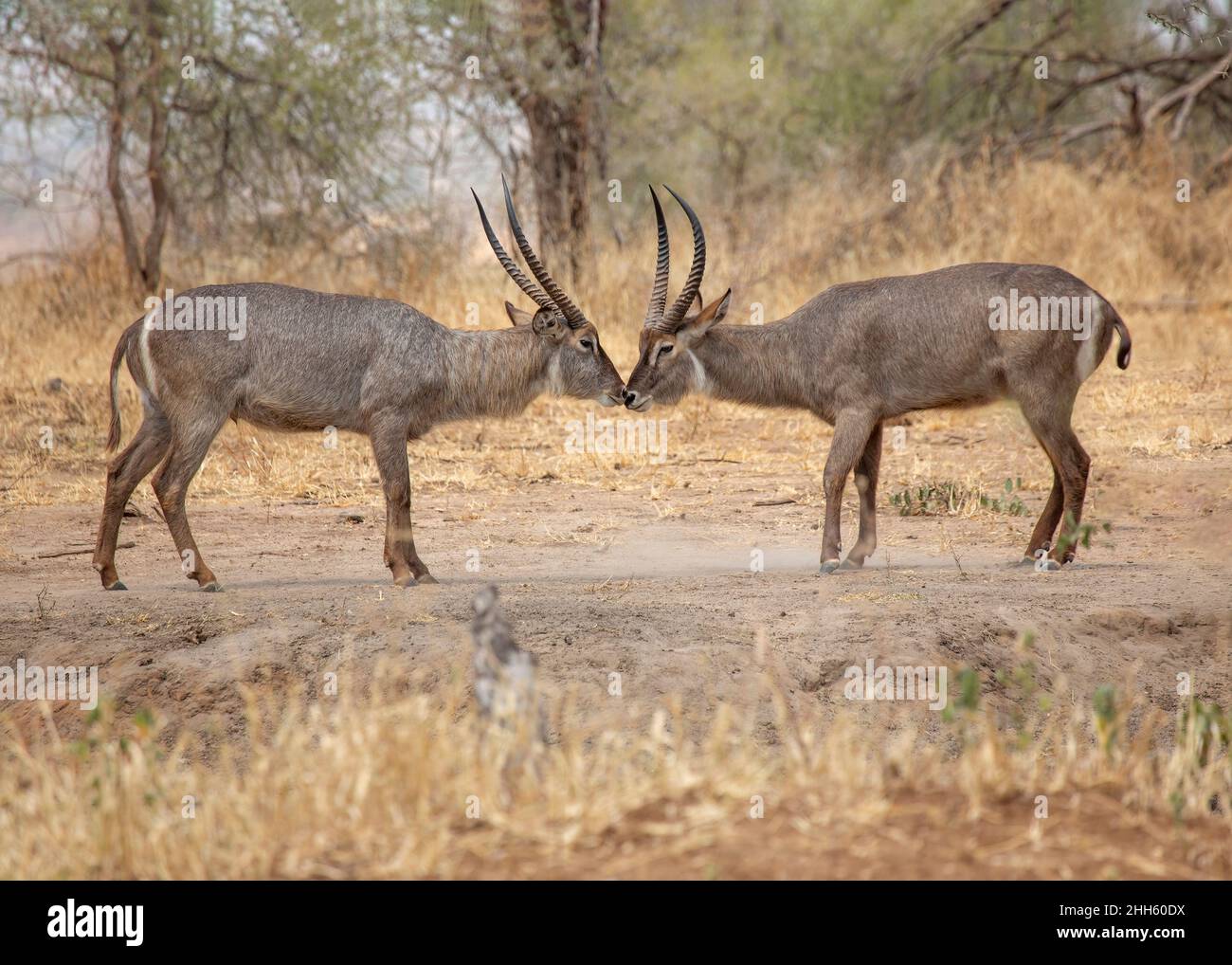 Due maschi waterbucks (Kobus ellissiprymnus) naso a naso, pronto a sparare, Tarangire National Park, Tanzania, Africa Foto Stock