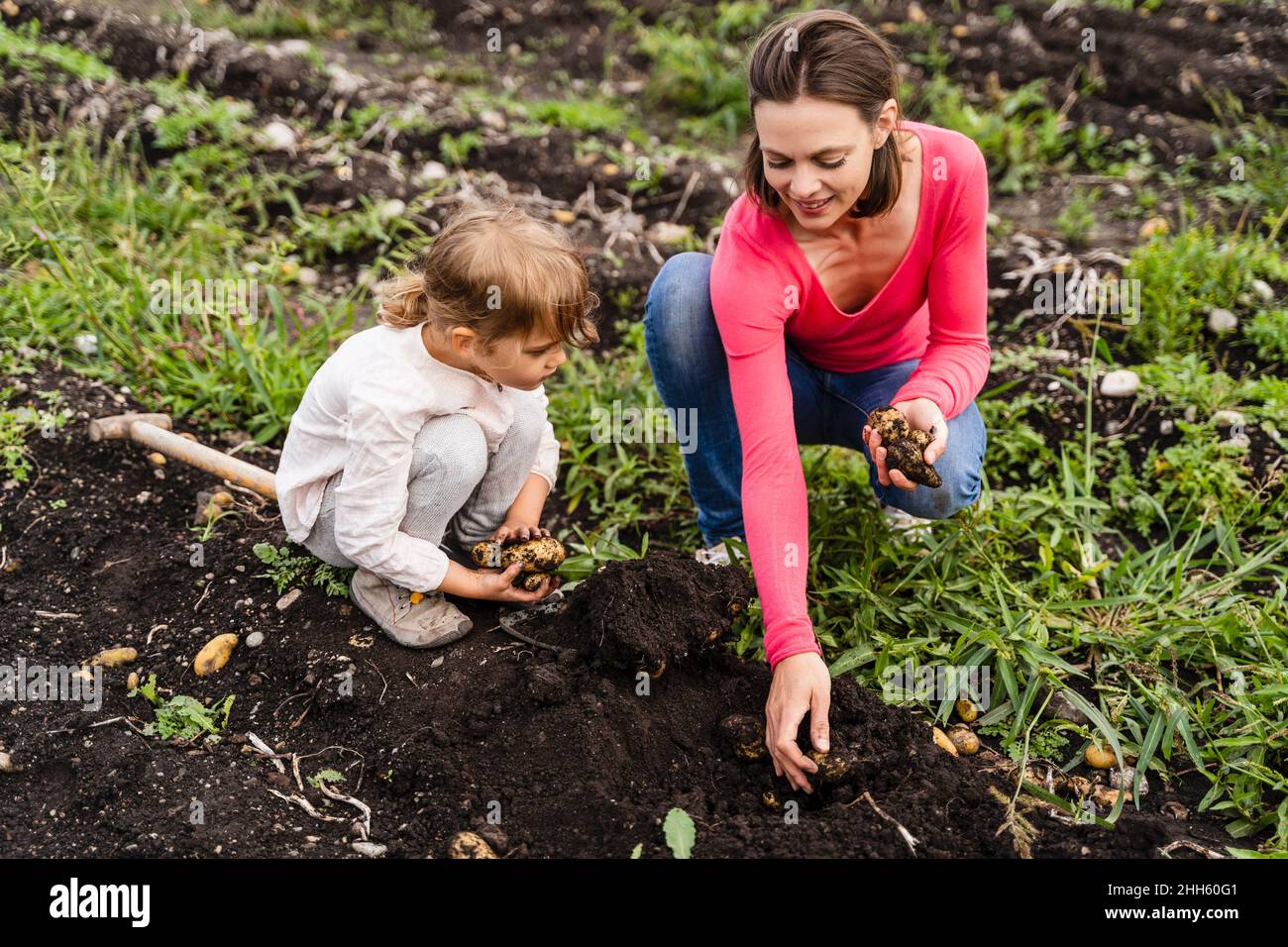 Figlia e madre che raccolgono patate in campo Foto Stock