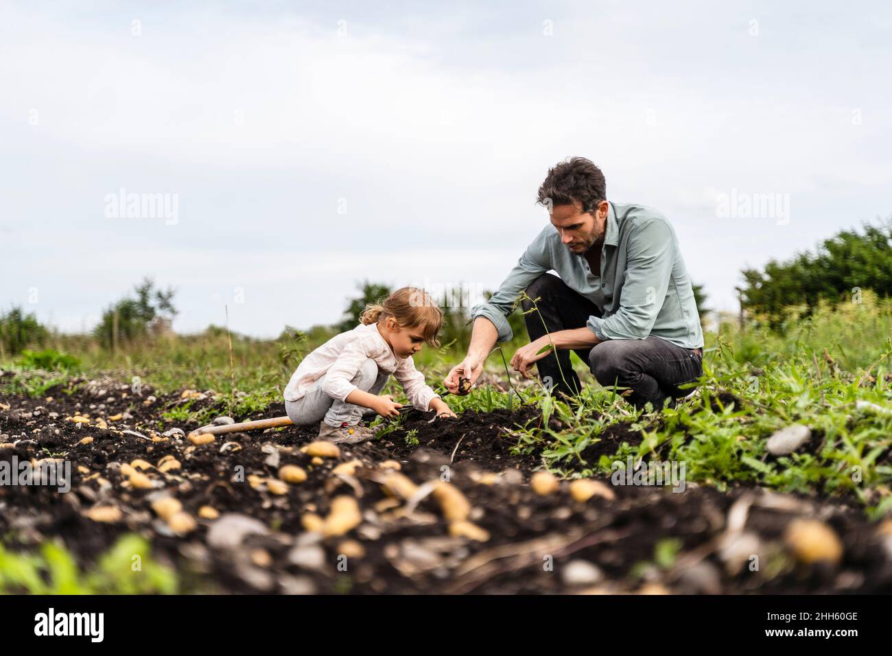 Padre e figlia che raccolgono patate in fattoria Foto Stock