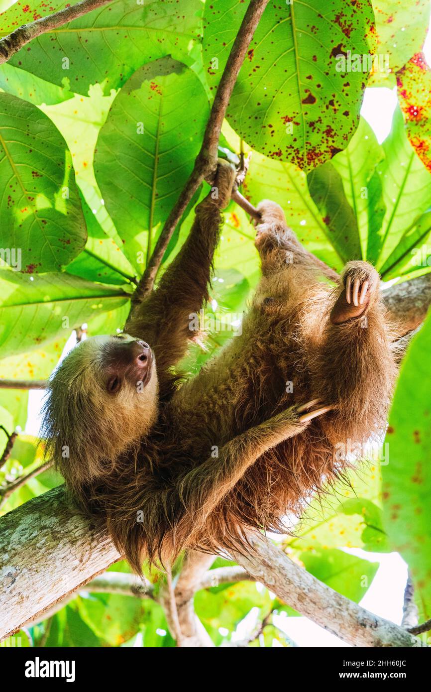 Sloth appeso da rami di albero Foto Stock