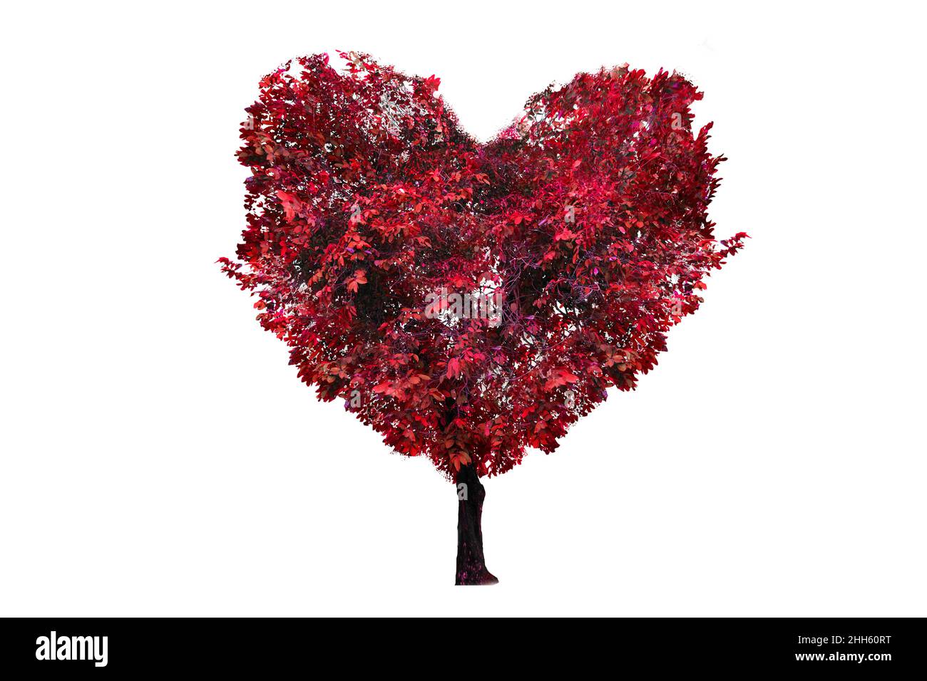 Cuore albero isolato sfondo bianco Foto Stock