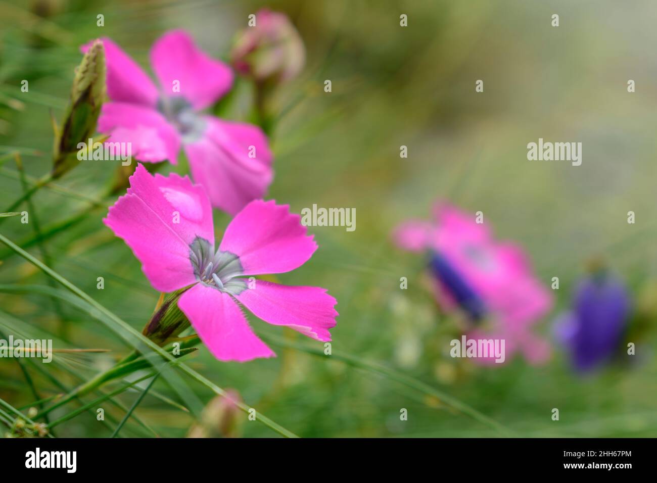 Crescita di fiori rosa in campo nel Parco Nazionale del Mercantour, Francia Foto Stock