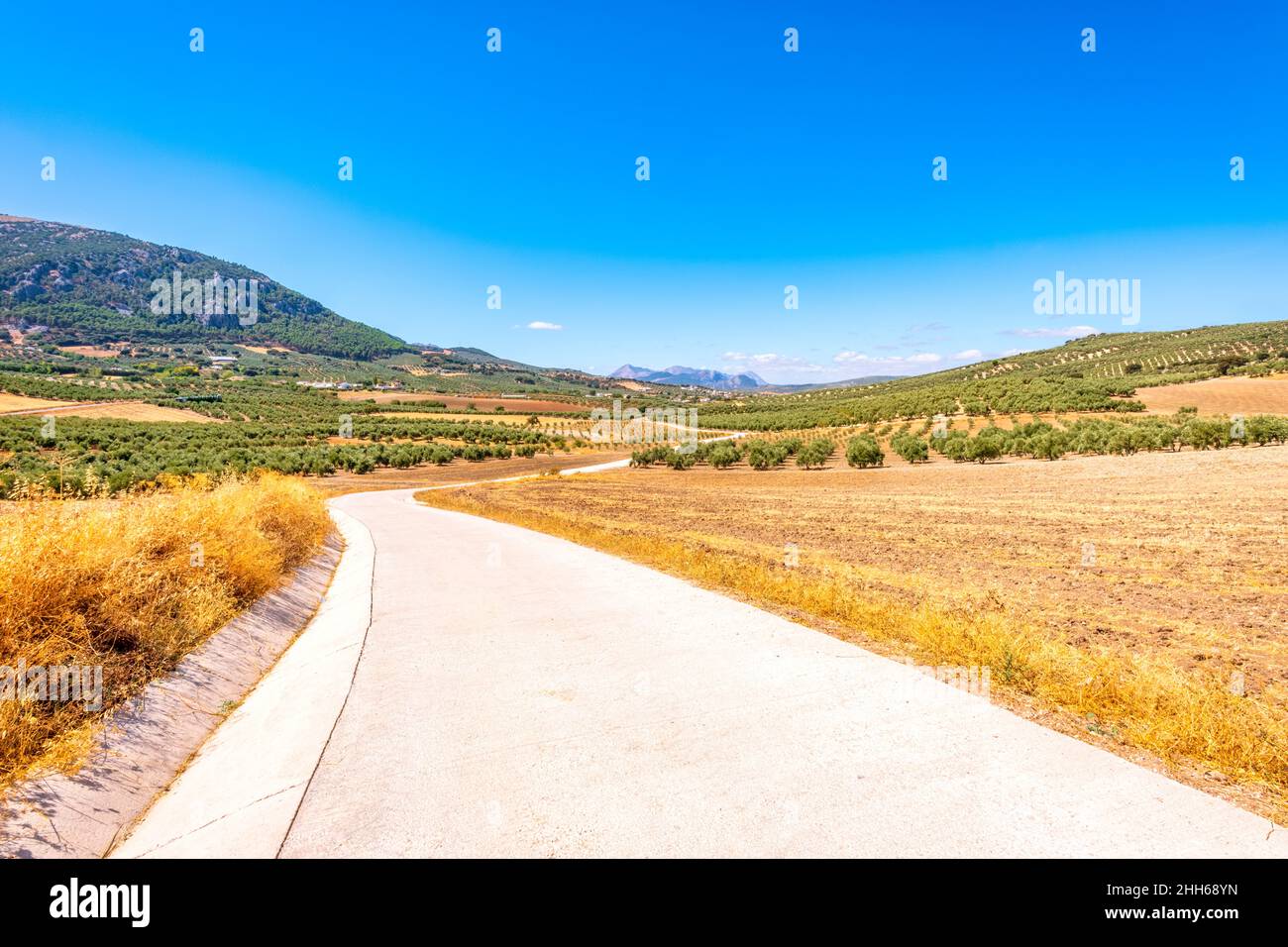 Strada vuota attraverso gli oliveti in Andalusia, Spagna, Europa Foto Stock