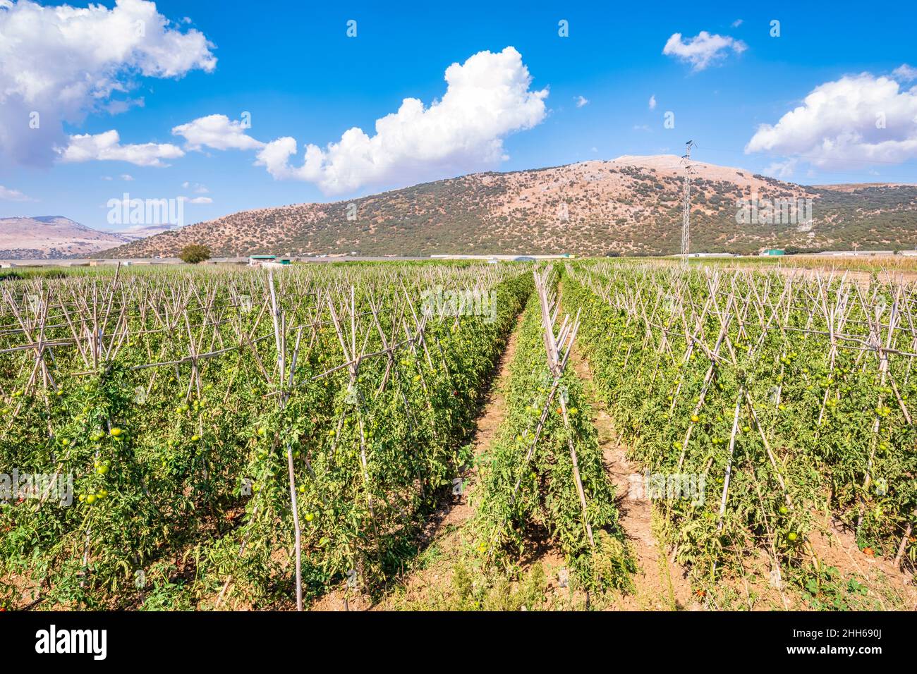 Coltivazioni di pomodoro in campo in giornata di sole, Zafarraya, Andalusia, Spagna, Europa Foto Stock