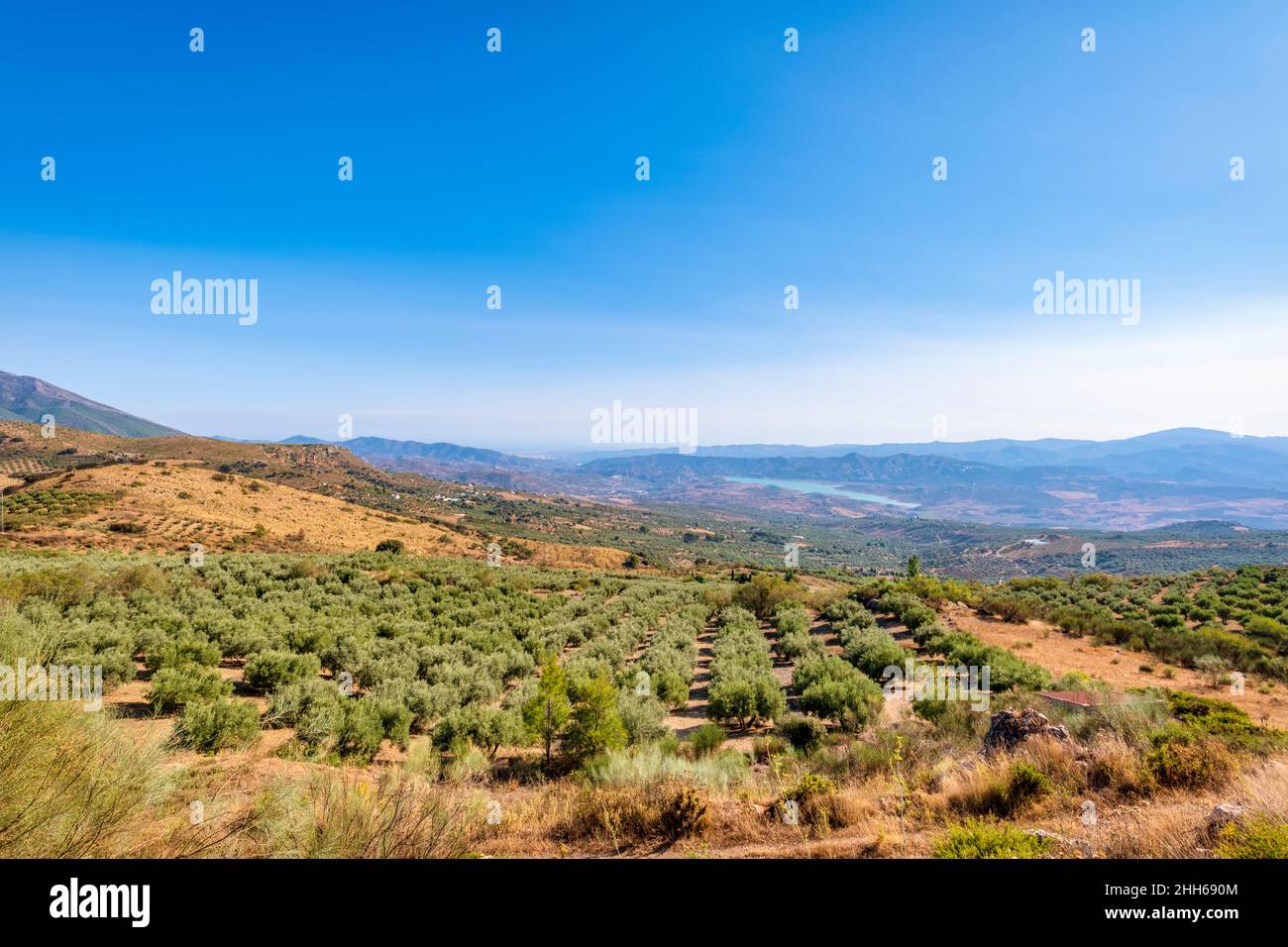 Olivi in campo vicino al Lago di Vinuela in Andalusia, Spagna, Europa Foto Stock