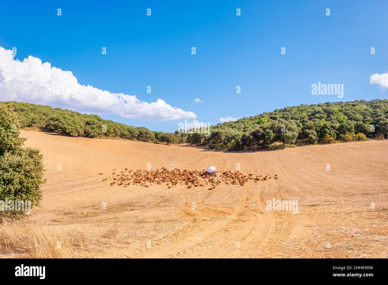Mandria di capre al pascolo in prato in giornata di sole a Zafarraya, Andalusia, Spagna, Europa Foto Stock