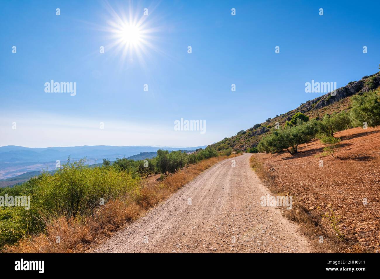 Strada sterrata vuota di olivi in Andalusia, Spagna, Europa Foto Stock