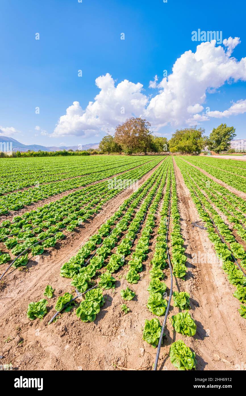 Fattoria di lattuga in giornata di sole, Zafarraya, Andalusia, Spagna, Europa Foto Stock