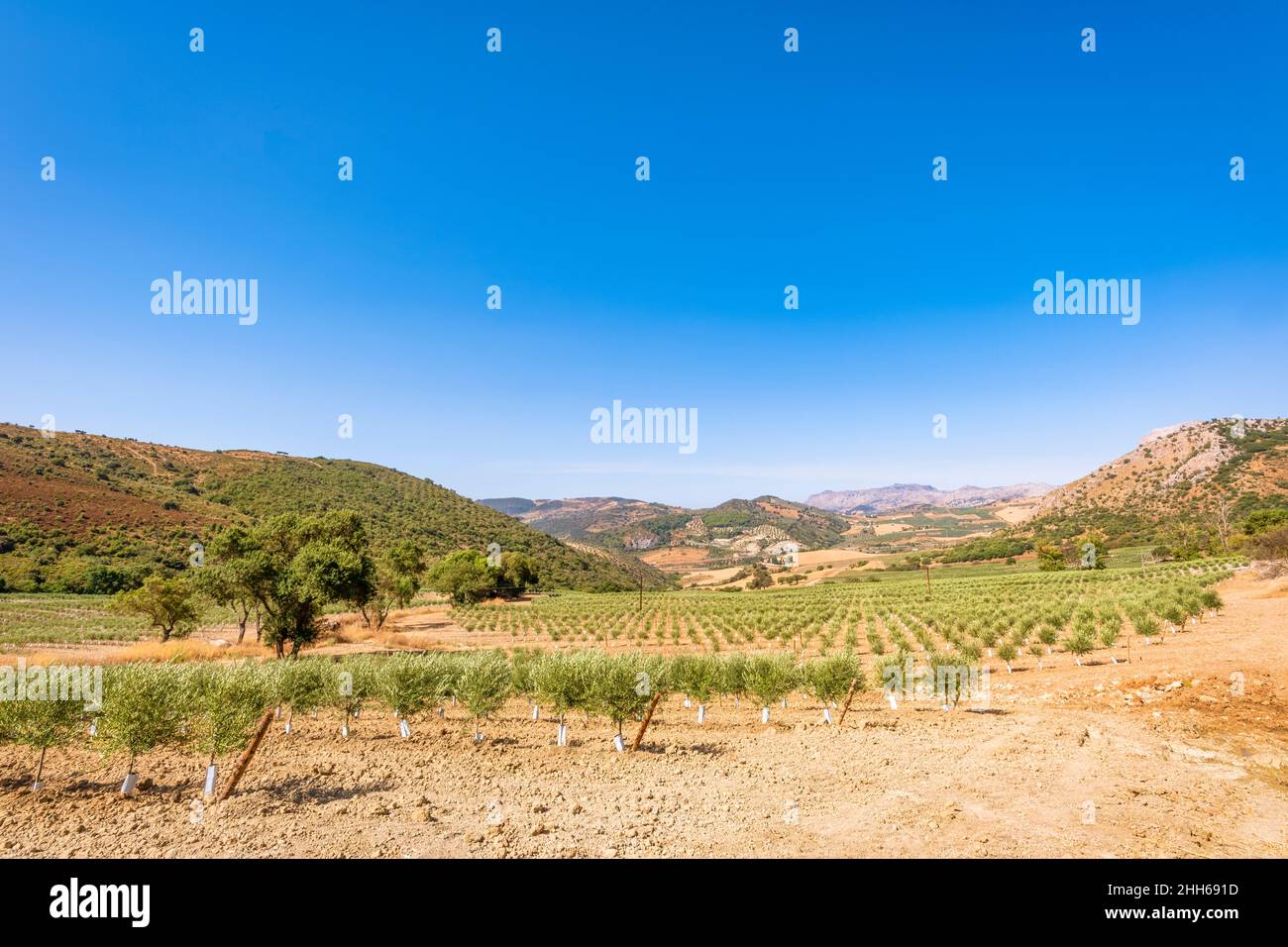 Olivi in campo in giornata di sole, Andalucia, Spagna, Europa Foto Stock