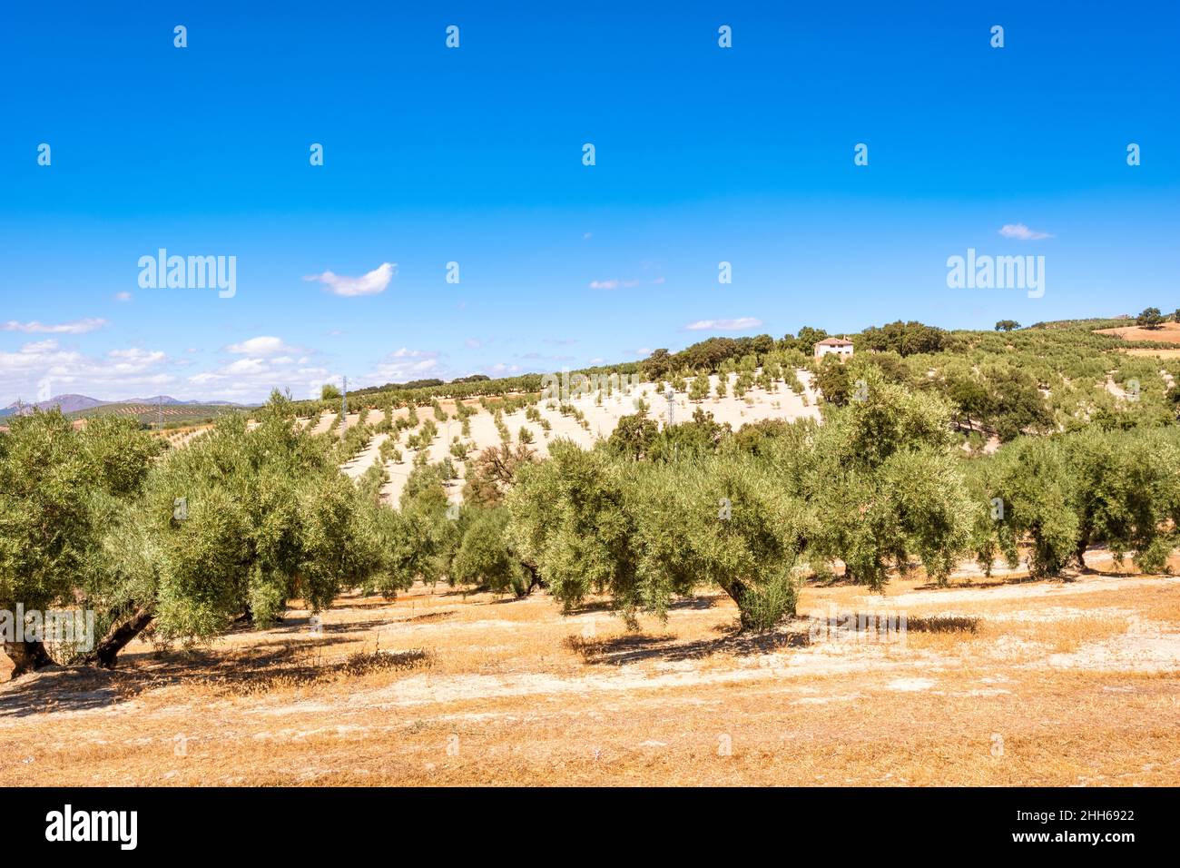 Olivi in fattoria in giornata di sole, Andalusia, Spagna, Europa Foto Stock