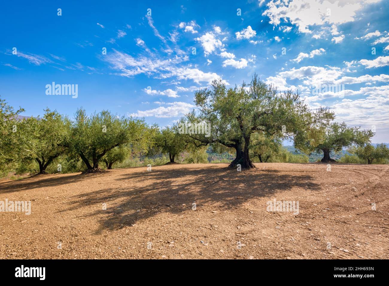Alberi di ulivo sotto il cielo in Andalusia, Spagna, Europa Foto Stock