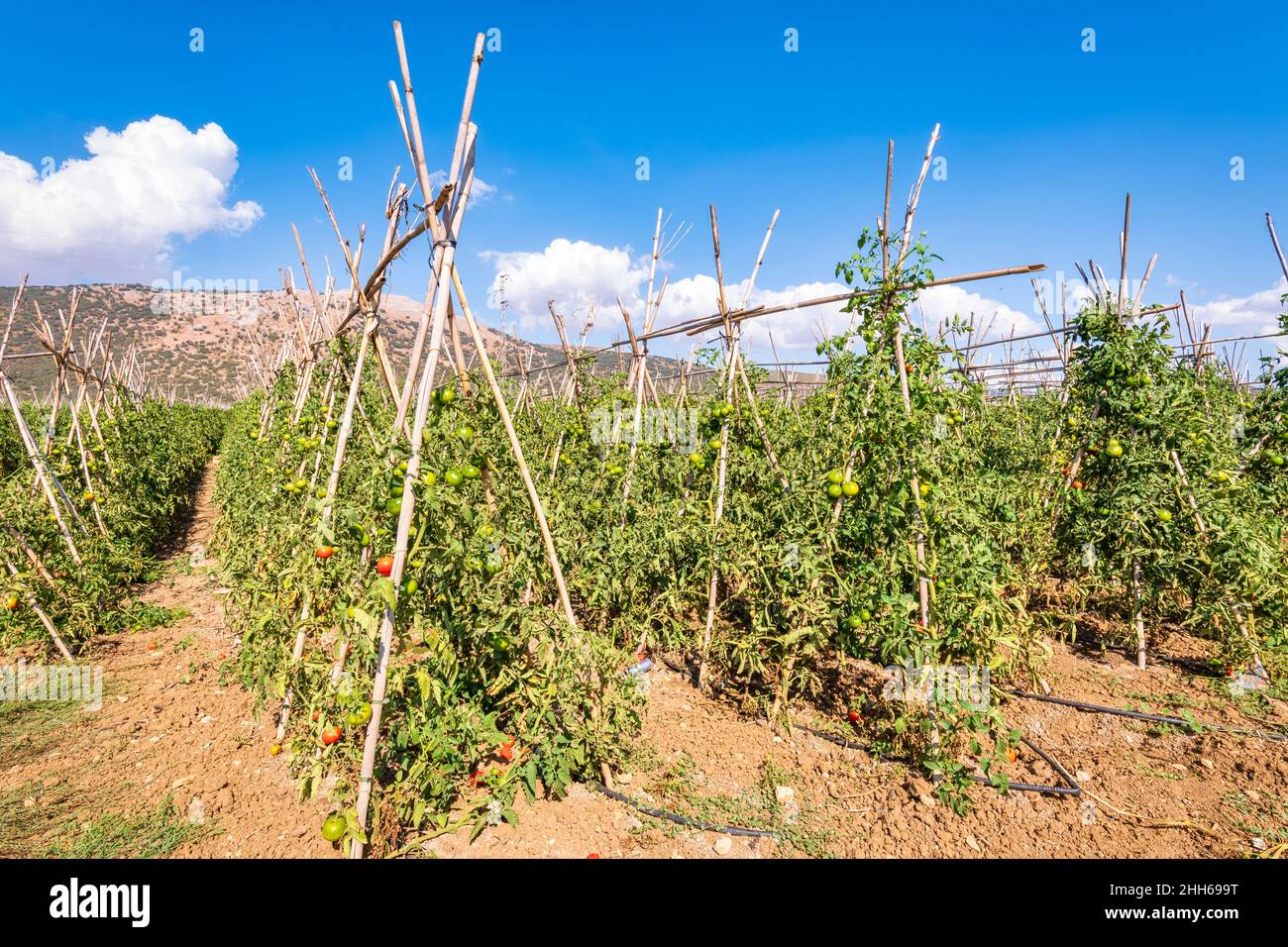 Campo di piantagione di pomodori in giornata di sole a Zafarraya, Andalusia, Spagna, Europa Foto Stock
